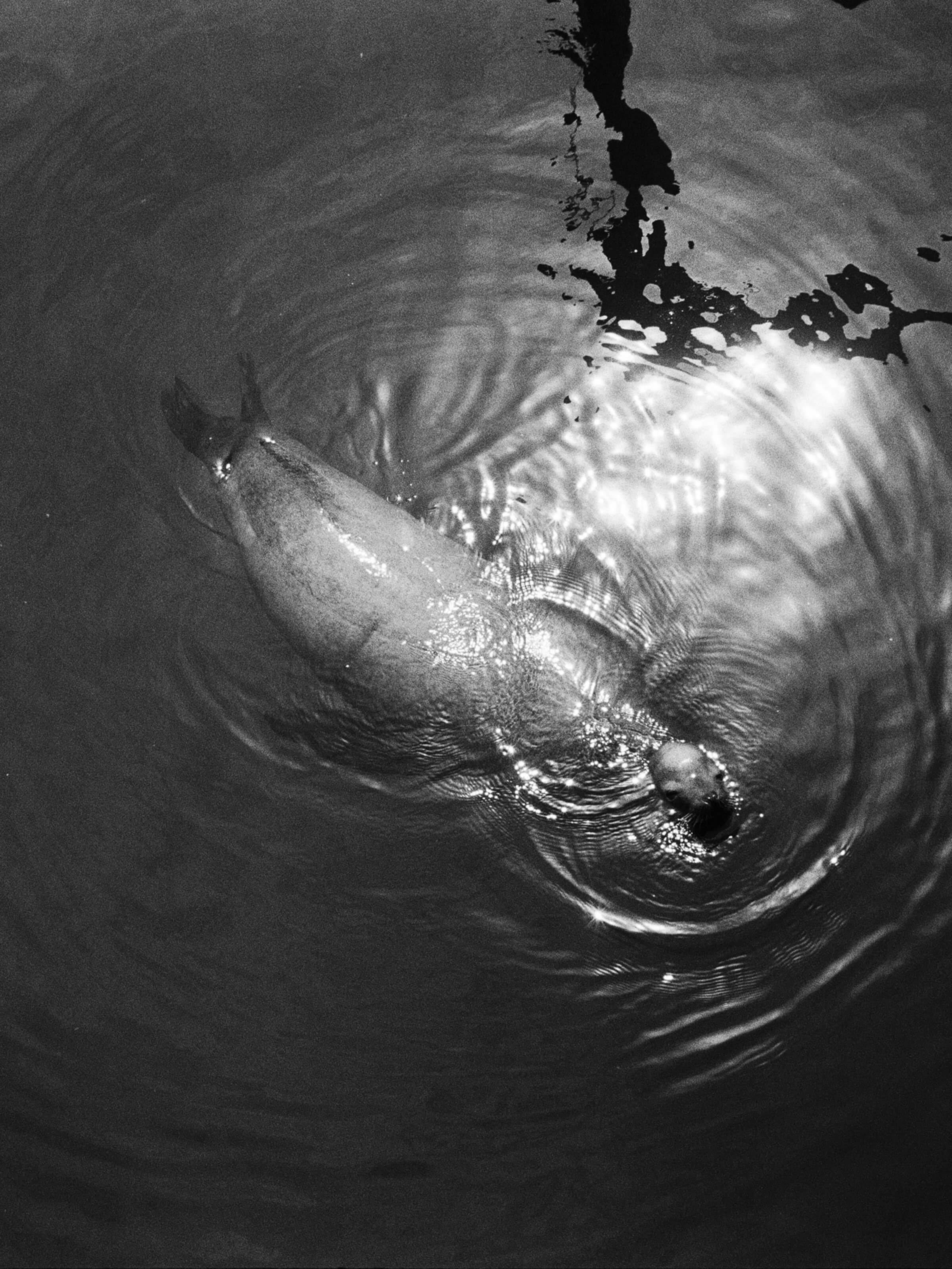 Stephen Vanasco - Untitled - 009 - Mollusk Surf Shop
