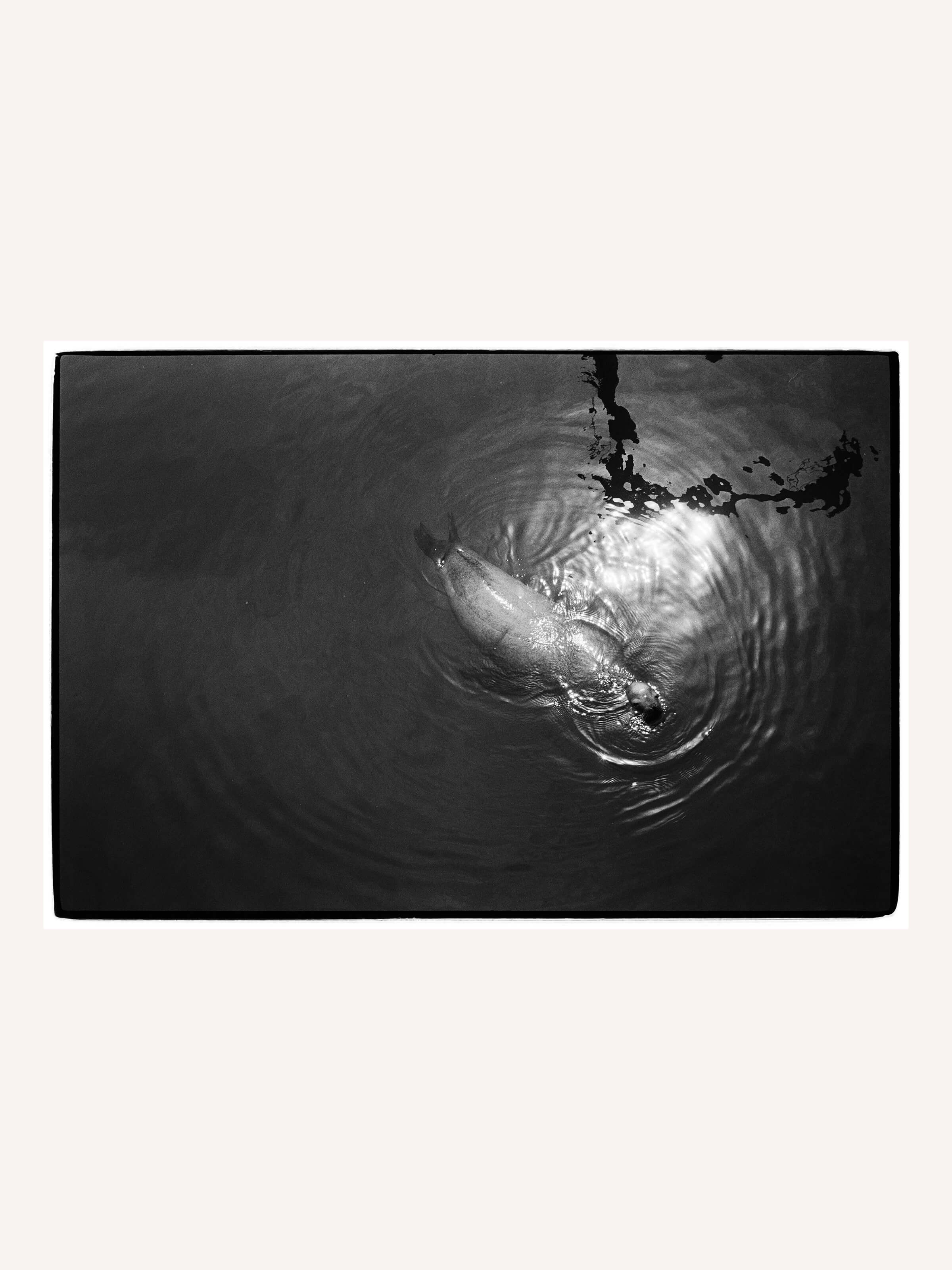 Stephen Vanasco - Untitled - 009 - Mollusk Surf Shop