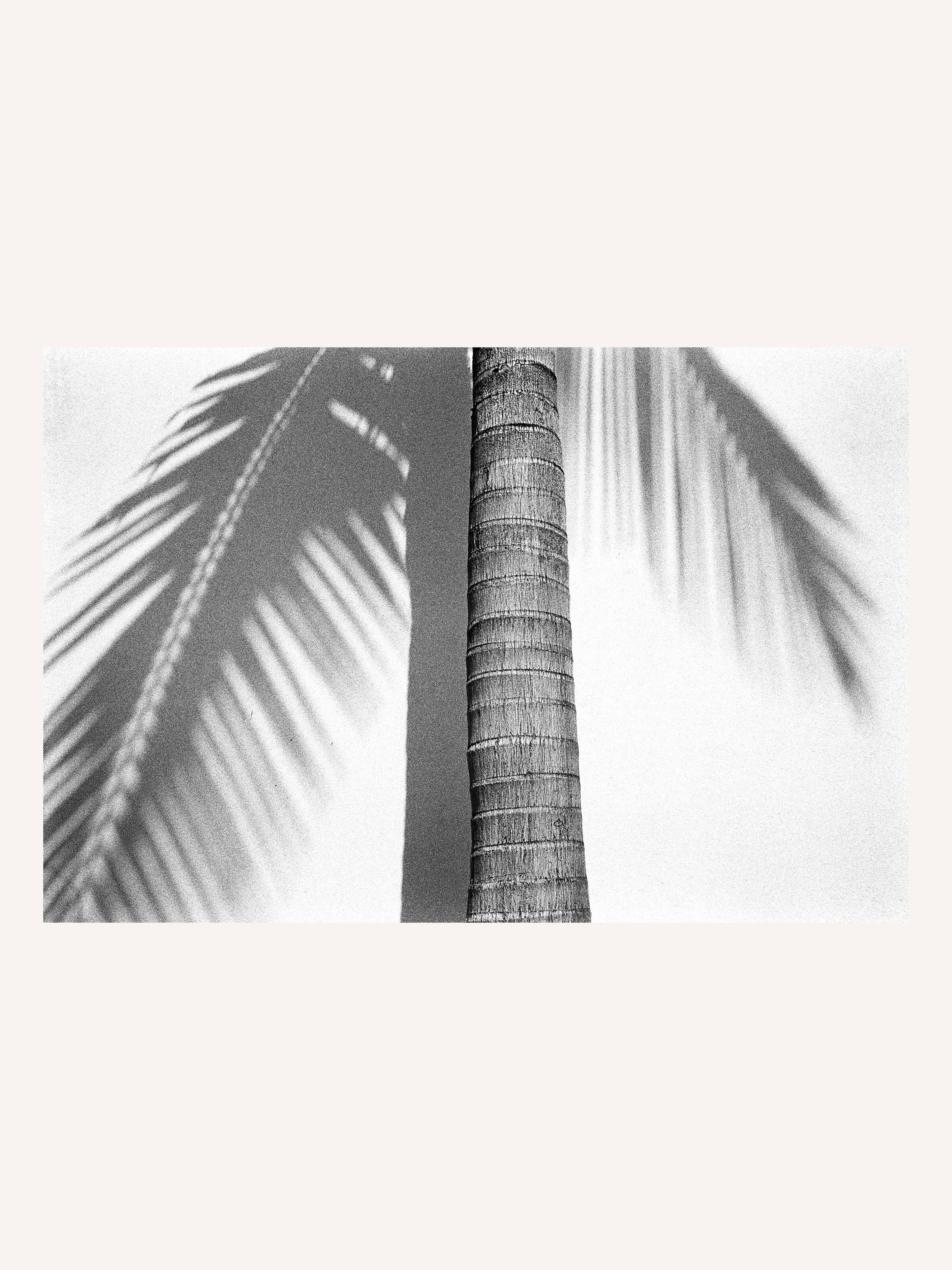 Stephen Vanasco - Untitled - 012 - Mollusk Surf Shop