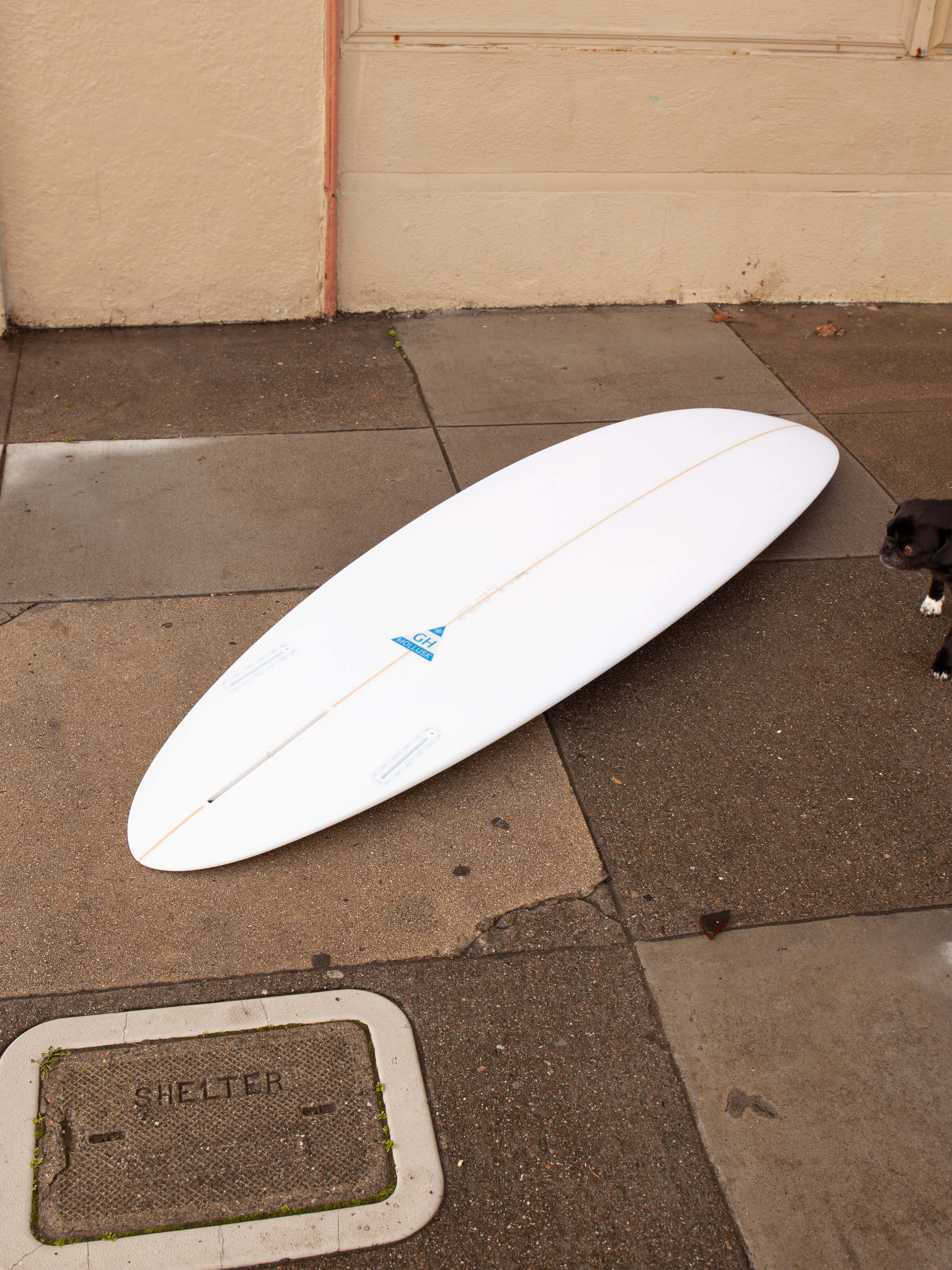 6'6 Hanel Egg 2+1 - Mollusk Surf Shop