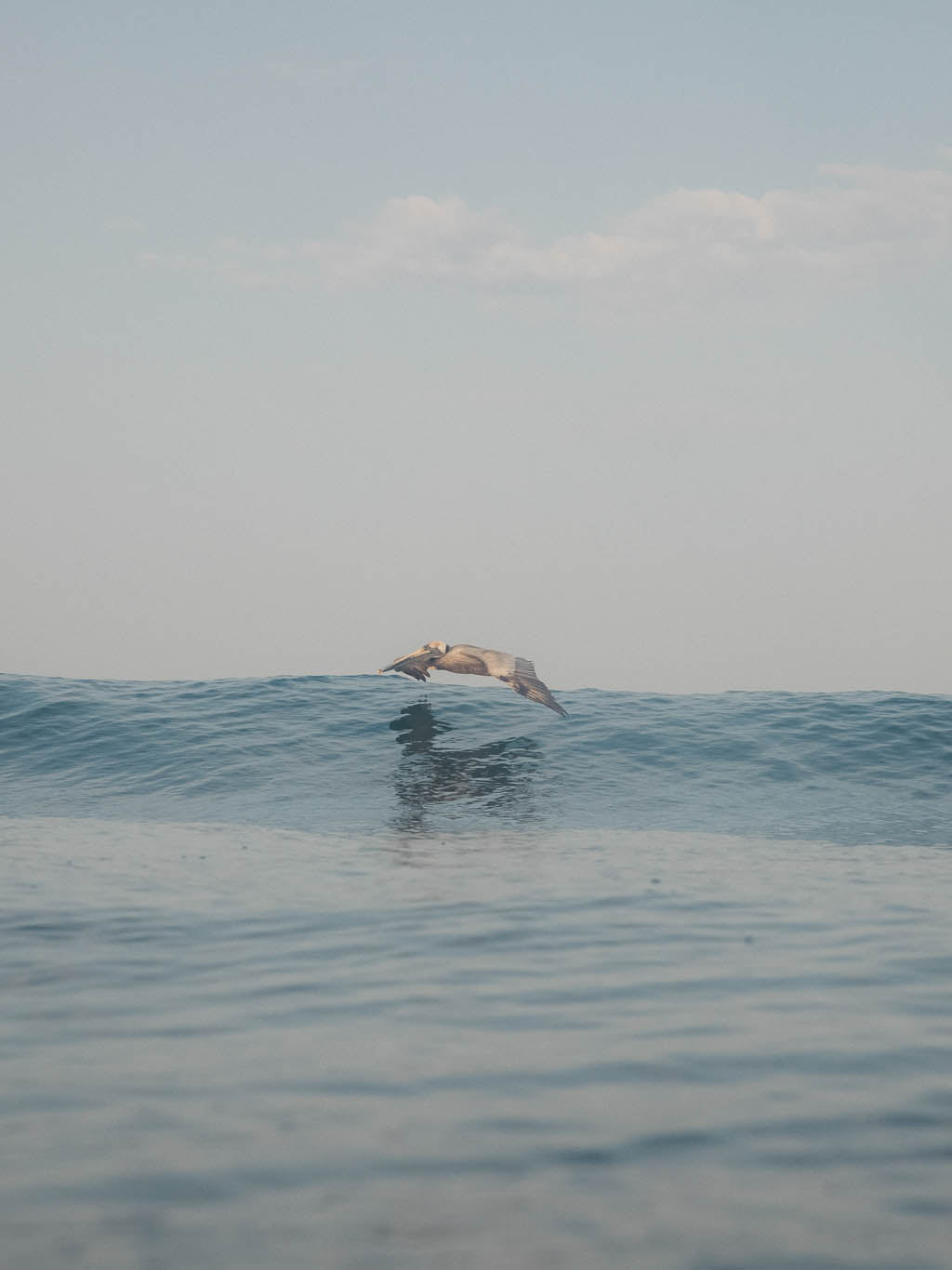 Olas Tee - S - Mollusk Surf Shop