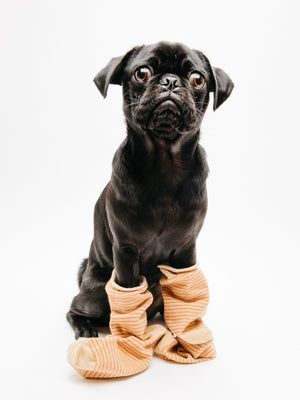 Roll-Top Ankle Sock - OS - Mollusk Surf Shop